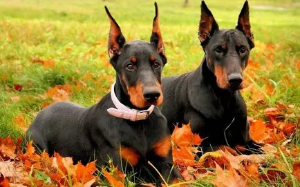 Dobermann fajta fotó és leírás (description) Dobermann fajta fotó és leírás