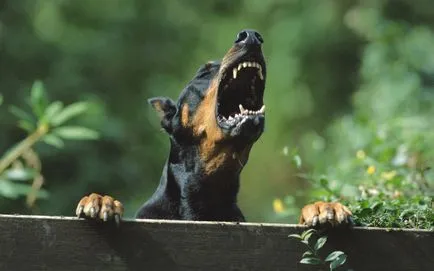 Doberman fotó dobermann