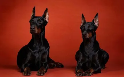 Doberman fotó dobermann