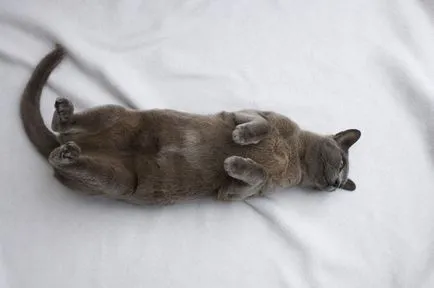 Képzés macskák otthon