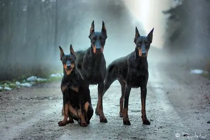 Doberman fotó dobermann
