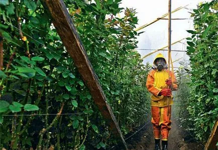 A hatékony feldolgozás polikarbonát üvegházak őszén Phytophthora, whiteflies, takácsatkák és