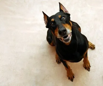 Dobermann ördög kutya (10 fotó)