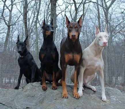 Doberman fotó dobermann