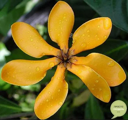 Illóolaj ilang-ilang - tulajdonságokat és alkalmazás, visszacsatolás (szag ilang-ilang illóolajat) Az illóolaj a ylang-ylang - ingatlan, alkalmazások, vélemények