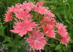 Drummond Phlox - növekvő magról