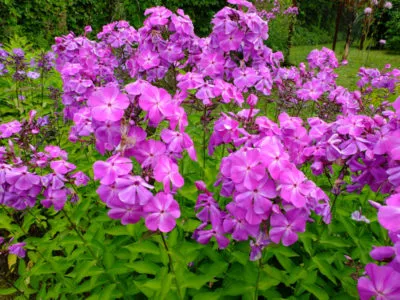 Drummond Phlox palánták nőnek a magvak