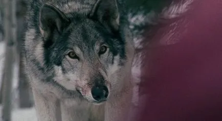Horror filmek kutyákkal, horror film felülvizsgálat