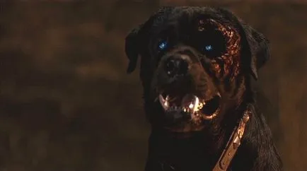 Horror filmek a kutyák, szórakoztató film magazin - horror, thriller, horror filmek, és több