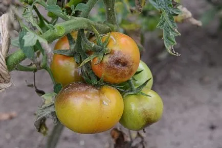 Burgonyavész paradicsom, mint a harc