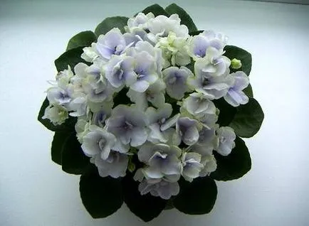 Violets az ablakpárkányon, a kialakulását egy gyönyörű rozetta a virágzás (központi lap) Ibolya az ablakpárkányon, kialakulhatna egy szép rozetta a virágzás