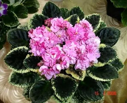 Violets az ablakpárkányon, a kialakulását egy gyönyörű rozetta a virágzás (központi lap) Ibolya az ablakpárkányon, kialakulhatna egy szép rozetta a virágzás
