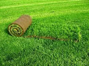 Lawn saját kezűleg, hogyan kell csinálni a gyep a ház, ültetés tavasszal, mint a koca, a fázis fotók, videók (gyep) Lawn saját kezűleg, hogyan kell csinálni a gyep a ház, ültetés tavasszal, mint a koca, rendeztek egy fotó, videó