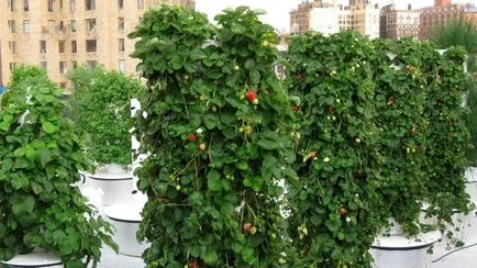 Hydroponics egész évben termesztése eper otthon