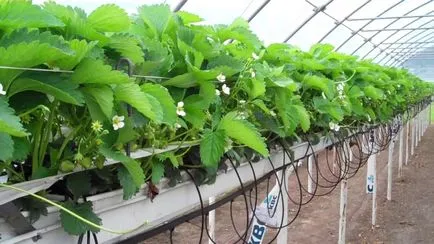 Hydroponics egész évben termesztése eper otthon