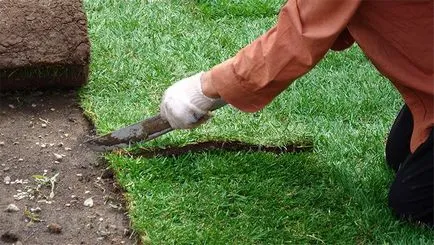 Lawn az országban, hogyan lehet a zöld gyep, saját kezével