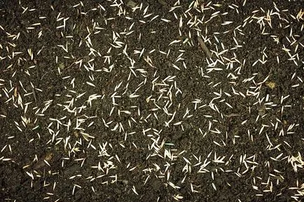 Lawn saját kezűleg, hogyan kell csinálni a gyep a ház, ültetés tavasszal, mint a koca, a fázis fotók, videók (gyep) Lawn saját kezűleg, hogyan kell csinálni a gyep a ház, ültetés tavasszal, mint a koca, rendeztek egy fotó, videó