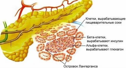 A glukagon a célból, használata, függvények (alap hasnyálmirigy hormonok) A glukagon kinevezés, alkalmazás, funkció
