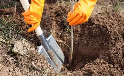 Gránátalma kimagozott - egyedülálló munkája tenyésztők