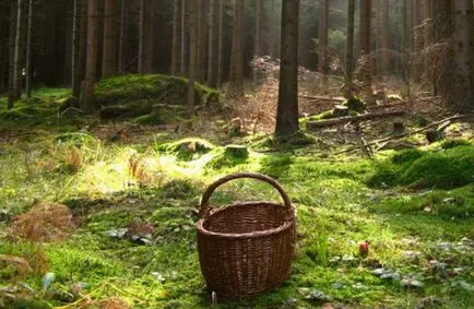 Gomba és uborka a szamár nem sokáig (George zobach)
