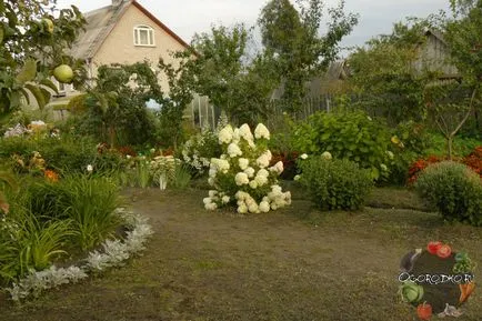 Hortenzia, ültetés és gondozás - mindössze 4 szabályok sikeres termesztés (hortenzia) Hortenzia, ültetés és gondozás - mindössze 4 szabályok sikeres termesztés