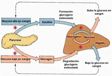 A glukagon célból alkalmazás funkció (glukagon) A glukagon kinevezés, alkalmazás, funkció