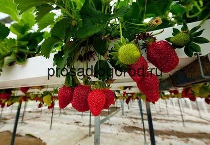 Hydroponics szamóca a kezüket a megoldási módszer a növekvő szubsztrát nélkül, videók és képek (hidrokultúrás) Hydroponics szamóca a kezüket a megoldási módszer a növekvő szubsztrát nélkül, videók és fotók