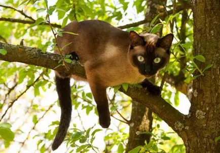 Kecses sziámi macskák (35 fotó) (cat kép) Kecses sziámi macskák (35 fotó)
