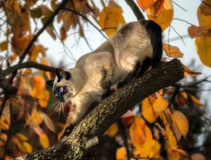 Kecses sziámi macskák (35 fotó) (cat kép) Kecses sziámi macskák (35 fotó)