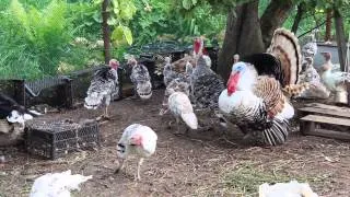 Pulyka ellátás, tartása, tenyésztése és nevelés otthon
