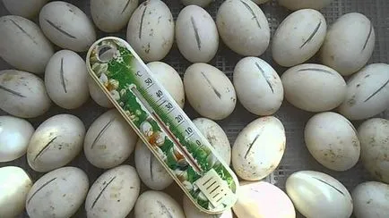 Inkubációs kacsa tojás, hogyan kell csinálni otthon