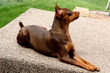 Története a származási és jellemzőit kutyák Pinscher fajta (Pinscher) Története a származási és jellemzőit kutyák Pinscher fajta