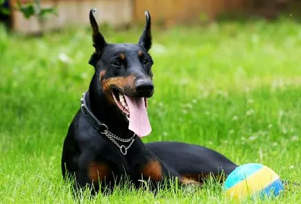 Története a származási és jellemzőit kutyák Pinscher fajta (Pinscher) Története a származási és jellemzőit kutyák Pinscher fajta