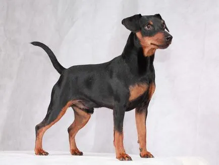 Története a származási és jellemzőit kutyák Pinscher fajta (fajta) Története a származási és jellemzőit kutyák Pinscher fajta
