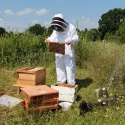 Így madár etetők méheknek saját kezűleg