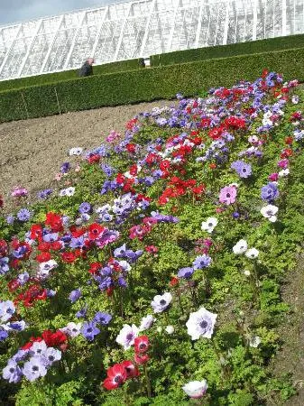 Mi a növény Anemone