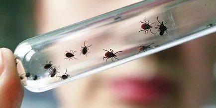 Hogyan és milyen kezelni a sebet után kullancscsípés (utána) Hogyan és milyen kezelni a sebet után kullancscsípés