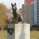 Milyen fajtájú kutyák legelkötelezettebb (a legjobb) Milyen fajtájú kutyák legelkötelezettebb