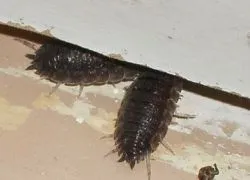 Hogyan lehet megszabadulni a woodlice egy magánházban (ház) Hogyan lehet megszabadulni a woodlice egy magánházban