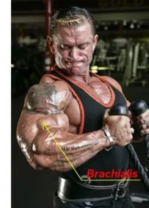 Hogyan építsünk egy szuper brachialis szivattyúzás brachialis