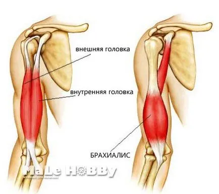 Hogyan építsünk brachialis súlyokat a bárban, a testmozgás brachialis
