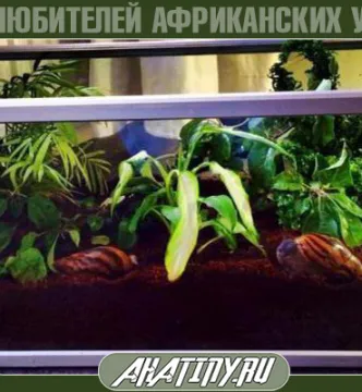 Hogyan felszerelni vagy terrárium tartály csiga Achatina