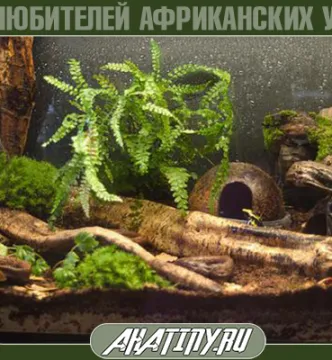 Hogyan felszerelni vagy terrárium tartály csiga Achatina