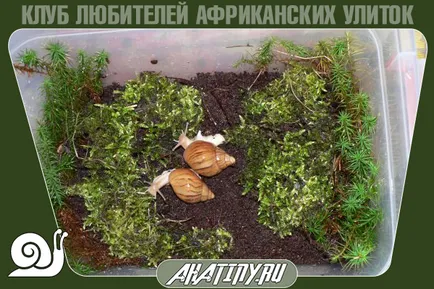Hogyan felszerelni vagy terrárium tartály csiga Achatina