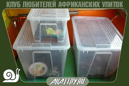 Hogyan felszerelni vagy terrárium tartály csiga Achatina