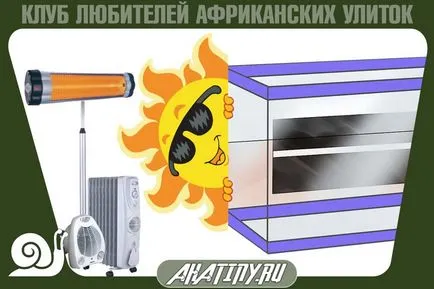 Hogyan felszerelni vagy terrárium tartály csiga Achatina
