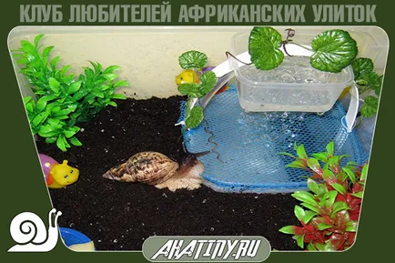 Hogyan felszerelni vagy terrárium tartály csiga Achatina