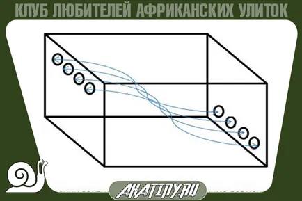 Hogyan felszerelni vagy terrárium tartály csiga Achatina
