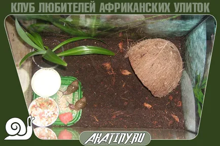 Hogyan felszerelni vagy terrárium tartály csiga Achatina