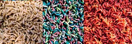 Hogyan fessünk piros kukacok és ízesített otthon